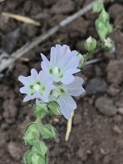 Sidalcea hickmanii napensis