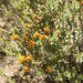 Chuquiraga ruscifolia - Photo (c) Guillermo Debandi, algunos derechos reservados (CC BY), subido por Guillermo Debandi
