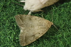 Athetis gluteosa