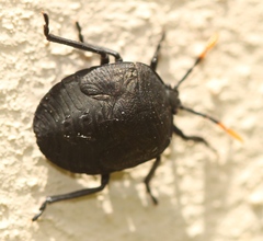 Coridius