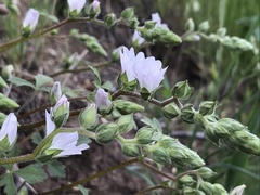 Sidalcea hickmanii napensis