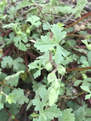 Sidalcea hickmanii napensis