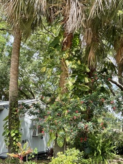 Epipremnum