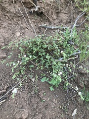 Sidalcea hickmanii napensis