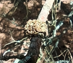 Tuckermanopsis sepincola