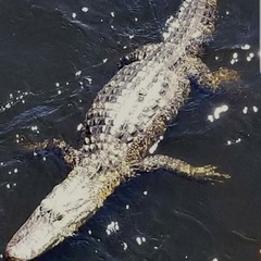 Alligator mississippiensis
