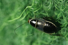 Phyllodromica megerlei