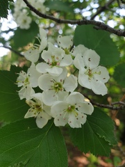 Crataegus scabrida