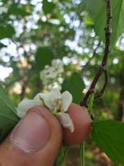 Crataegus scabrida