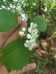 Crataegus scabrida