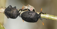 Coridius