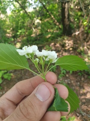 Crataegus scabrida