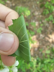 Crataegus scabrida