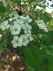Crataegus scabrida
