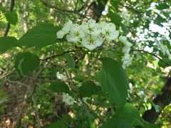 Crataegus scabrida