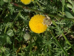 Anacyclus valentinus