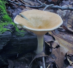 Clitocybe gibba image