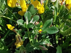 Lotus cytisoides