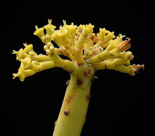 Euphorbia alluaudii Drake