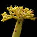 Euphorbia alluaudii - Photo (c) Frank Vincentz,  זכויות יוצרים חלקיות (CC BY-SA)