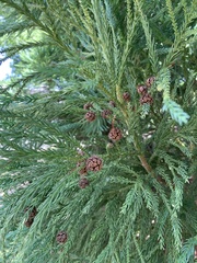 Cryptomeria