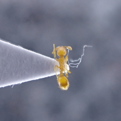 Temnothorax parvulus