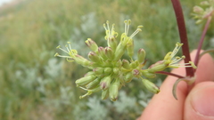 Silene densiflora
