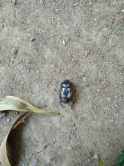 Oryctomorphus bimaculatus