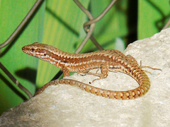 Podarcis muralis
