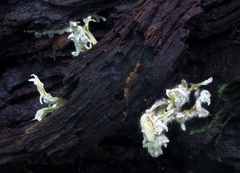 Syspastospora parasitica image