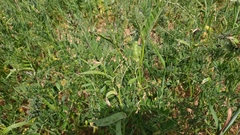 Lathyrus hirsutus