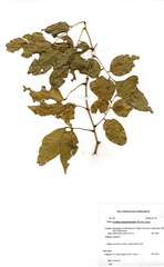 Craibia zimmermannii