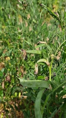 Lathyrus hirsutus