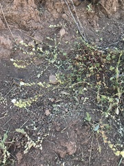 Sidalcea hickmanii napensis