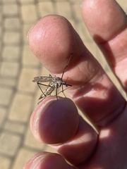 Tipula