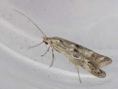 Blastodacna bicristatella