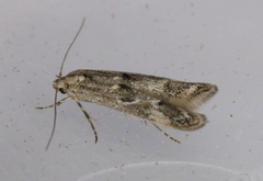 Blastodacna bicristatella