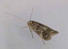 Blastodacna bicristatella