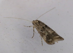 Blastodacna bicristatella