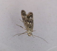 Blastodacna bicristatella