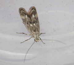 Blastodacna bicristatella