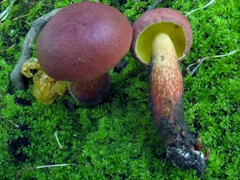 Baorangia bicolor image