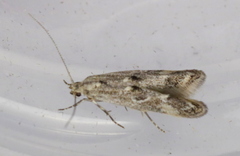 Blastodacna bicristatella