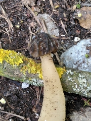 Morchella semilibera