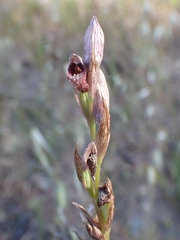 Bilamellaria