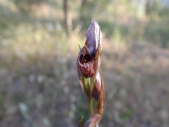 Bilamellaria