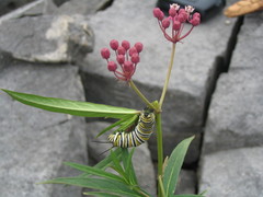 Asclepias incarnata incarnata