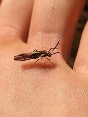 Dictyopsocus pennicornis