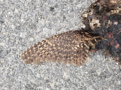 Antrostomus vociferus
