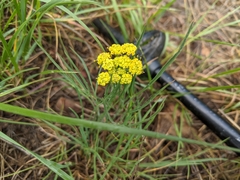 Lomatium grayi